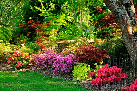 Springtime_garden_scene_with_azaleas_and_Japanese_maples_Garden_of_the_Moulin_de_la_Lande_in_Brittan