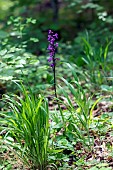 Early purple Orchid (Orchis mascula) Flowering plant in spring in a deciduous forest near Belleville, Lorraine, France