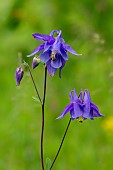 European columbine (Aquilegia vulgaris) detail of the flowers of a plant growing along a forest path in spring, Belleville Forest, Lorraine, France