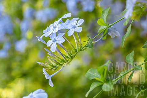 Cape_leadwort_Plumbago_auriculata_flowers