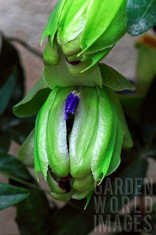 Bud_a_blue_passion_flower