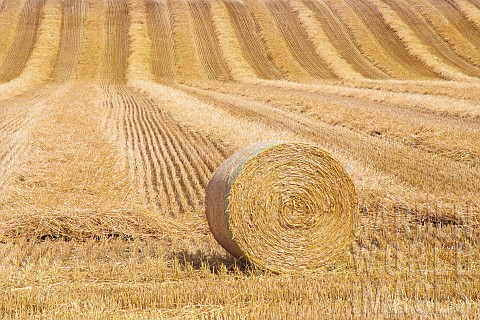 Straw_roll_in_a_field_after_wheat_harvest_Auvergne_France