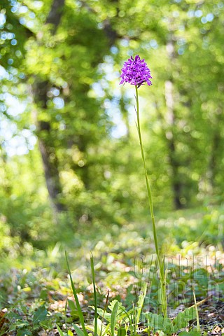 Inflorescence_of_Pyramidal_Orchid_Anacamptis_pyramidalis_in_an_undergrowth_Auvergne_France