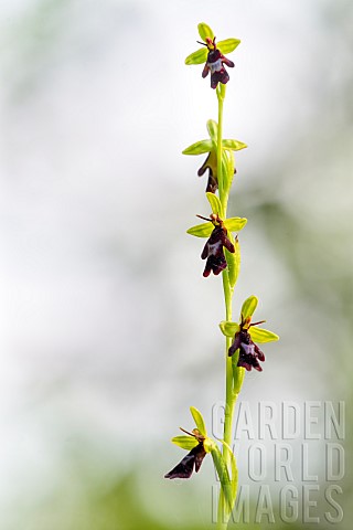 Flowering_spike_of_Fly_orchid_Ophrys_insectifera_in_low_angle_Auvergne_France