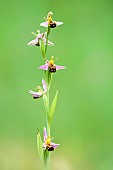 Aurita-shaped flowering spike of Bee orchid (Ophrys apifera), Auvergne, France