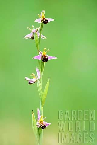 Auritashaped_flowering_spike_of_Bee_orchid_Ophrys_apifera_Auvergne_France