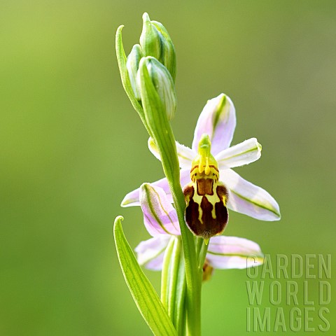 Flowers_of_Bee_orchid_Ophrys_apifera_aurita_form_Auvergne_France