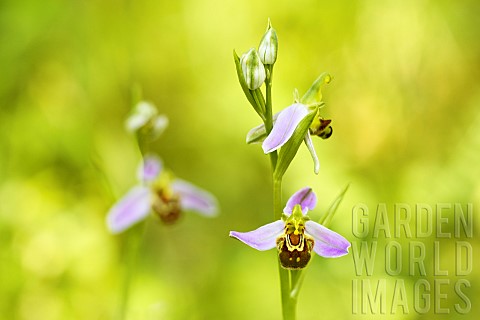 Bee_Orchid_Ophrys_apifera_flowers_in_late_spring_Auvergne_France