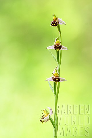 Juvenile_Mediterranean_katydid_Phaneroptera_nana_on_a_flowering_spike_of_Bee_Orchid_Ophrys_apifera_A