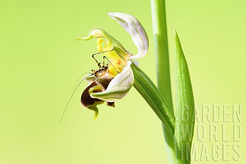 Juvenile_Mediterranean_katydid_Phaneroptera_nana_on_a_flower_of_Bee_Orchid_Ophrys_apifera_Auvergne_F