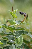Birthwort (Aristolochia pistolochia), Gard, France