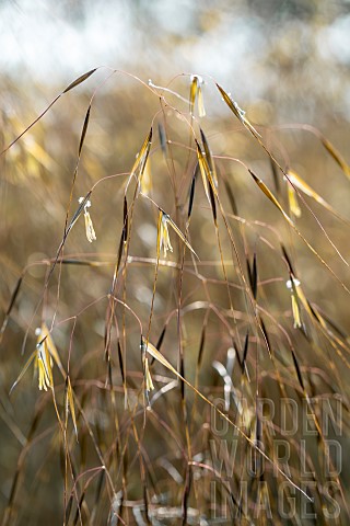 Giant_feather_grass_Stipa_gigantea_flower_spikes_in_may