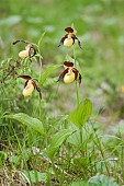 A group of lady?s slipper orchid (Cypripedium calceolus) growing in open woodland environment, Veneto, Italy