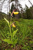 A single plant lady?s slipper orchid (Cypripedium calceolus) growing in open woodland environment, Veneto, Italy