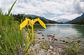 The yellow or water flag (Iris pseudacorus) growing on mountain lakeshore, Veneto, Italy