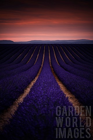 Lavender_field_on_the_Plateau_de_Valensole_AlpesdeHauteProvence_France