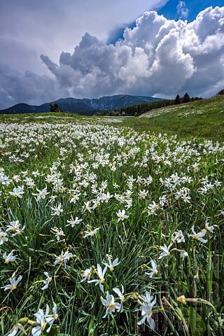 Stormy_skies_and_Poets_Narcissus_Narcissus_poeticus_in_Cerdagne_Font_Romeu_region_PN_des_Pyrnes_Cata