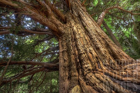 Monumental_yew_several_hundred_years_old_in_Aragon_Taxus_baccata__a_dozen_enormous_4_m_diameter_15_m