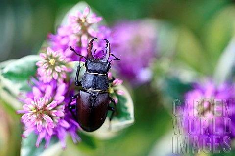 Stag_beetle_Lucanus_cervus_male_on_flowers
