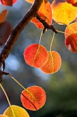 Pear tree (Pyrus communis) leaves in autumn colors