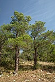 Mondell Pine (Pinus brutia var. eldarica), tree