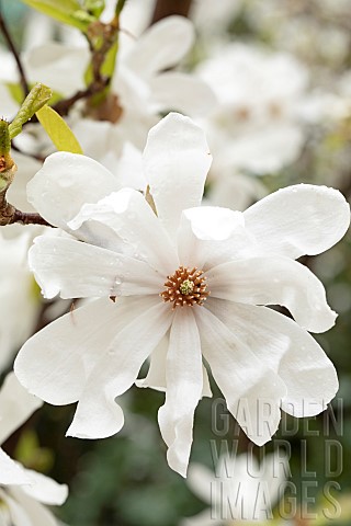 Loebner_Magnolia_Magnolia_x_loebneri_flowers