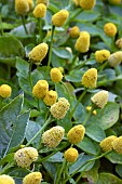 Paracress (Spilanthes oleracera), flowers