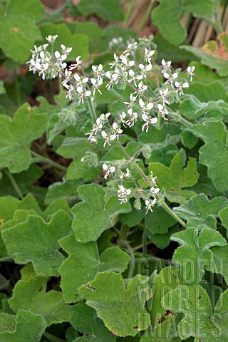 Peppermint_pelargonium_Pelargonium_tomentosum_flowers