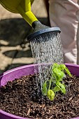Planting a potted basil on a balcony. Wattering