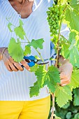 Woman pruning a young vine in summer.
