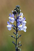 Pale Toadflax flower (Linaria repens), near the Rainkopf, Vosges, France