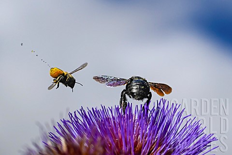 Leafcutter_bee_urinating_in_flight_Patchwork_leafcutter_bee_Megachile_centuncularis_and_Carpenter_Be