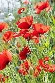 Poppies (Papaver rhoeas), Gard, France