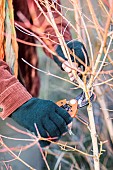Pruning an Annys Winter Orange dogwood: old stems are cut back at the end of winter to encourage young growth.