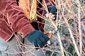 Pruning an Annys Winter Orange dogwood: old stems are cut back at the end of winter to encourage young growth.