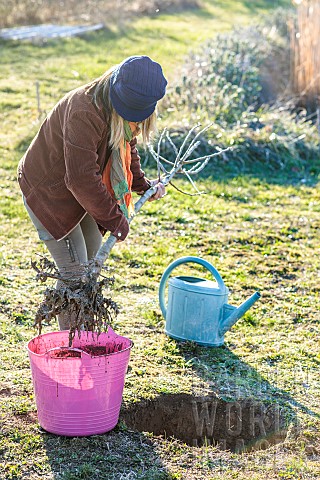 Woman_planting_a_bareroot_fruit_tree_a_tall_pear_tree_in_winter_Soaking_the_roots_in_praline