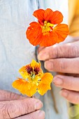 Nasturtium flower mutation: the female part (style) is replaced by a leaf embryo. This benign mutation is called reversion.
