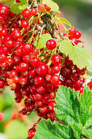 Close_up_of_the_Mulka_currant_Productive_but_slowgrowing_adapted_to_cool_climates