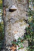 Amadouvier or Polypore firelighter on a sick old beech tree - Allier - France
