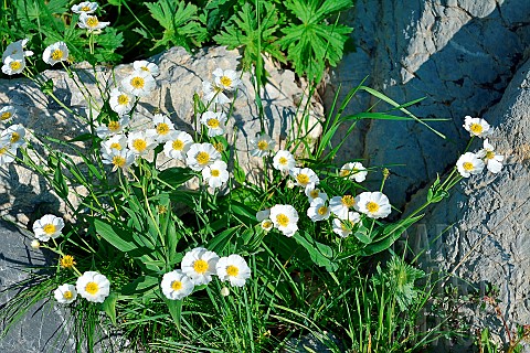 Amplexicaulis_buttercup_Ranunculus_amplexicaulis_Habitat_subalpine_meadows_Pyrenean_endemic_Aragon_S