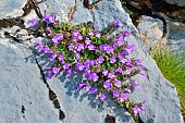 Alpine Calamint (Calamintha alpina), Habitat: lawns, limestone rock gardens, Subalpine, Pyrénées Atlantiques, France