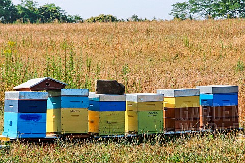 Beehives_with_bees_in_the_countryside_Sarthe_France