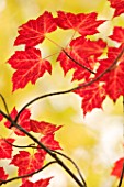 Acer rubrum (Red Maple) leaves in autumn, Saguenay, Quebec, Canada