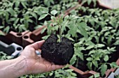 Young Solanum lycopersicum (tomato seedlings) under greenhouse, France