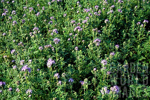 Field_of_Phacelia_campanularia_California_Bluebells