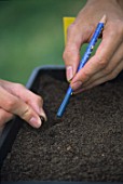 Sowing in seed in tray using a pencil as a dibber