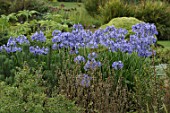 Agapanthus (African blue lily)