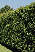 Hedge of Prunus lusitanica (Portuguese laurel)