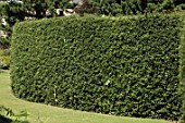 Hedge of Ilex aquifolium (Holly)