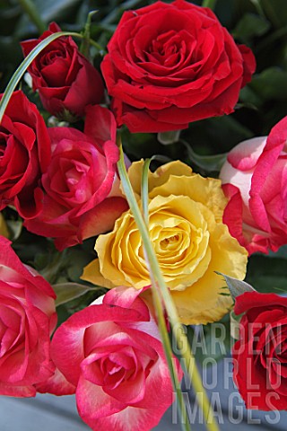 Mixed_coloured_roses_Rosa_sp